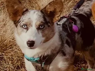 Welsh Corgi Cardigan dogs Pedigree Welsh Cardigan corgi girl for sale - Advert 17