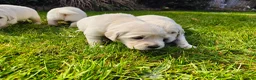 Golden Retriever dogs for sale: Gorgeous English Cream Golden Retriever Puppy's 🐾 - Advert 33