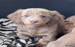 Miniature Dachshund dogs for sale: Gorgeous Miniature Daschunds  - Image 2