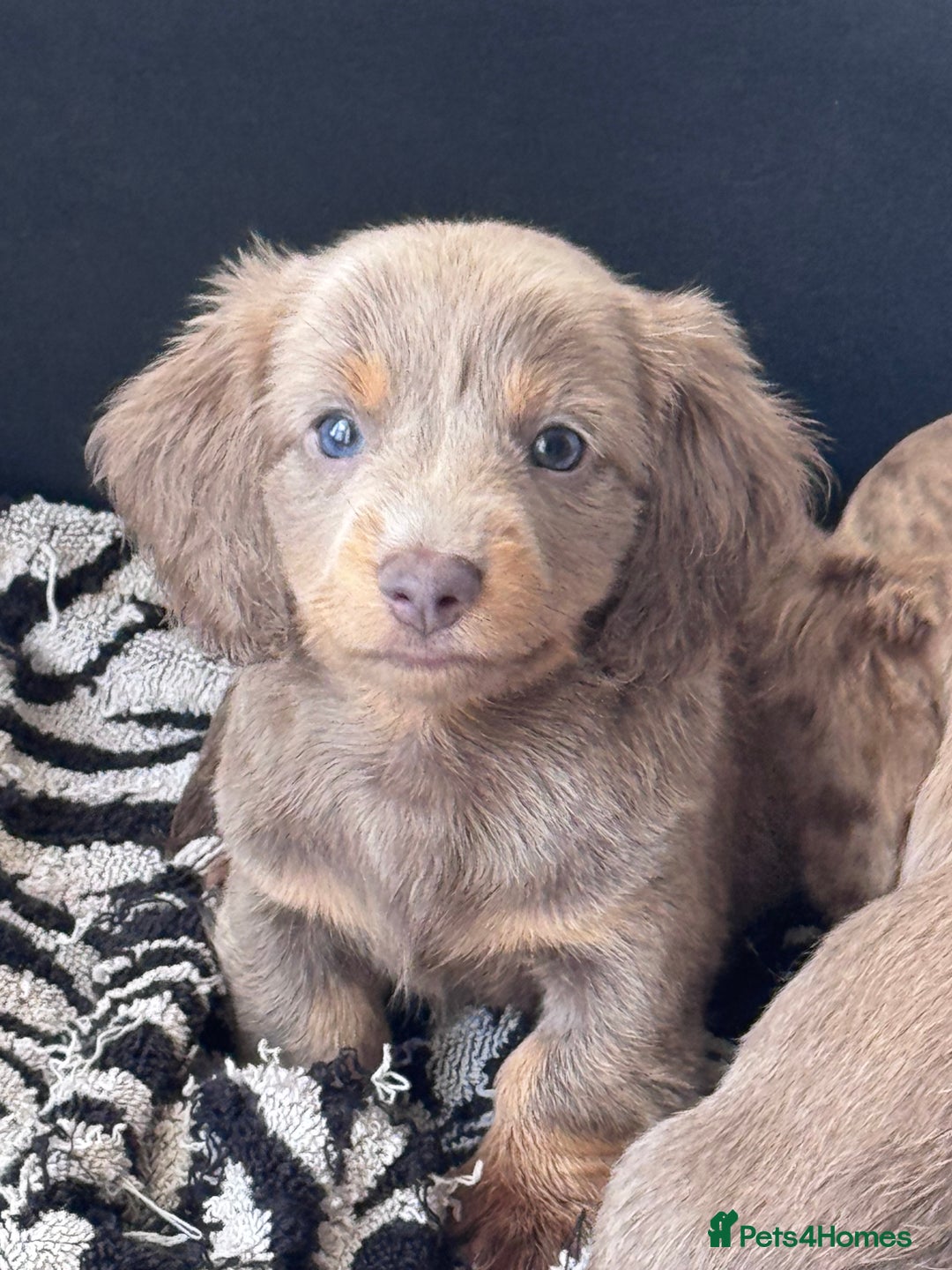 Miniature Dachshund dogs for sale: Gorgeous Miniature Daschunds  - Image 2