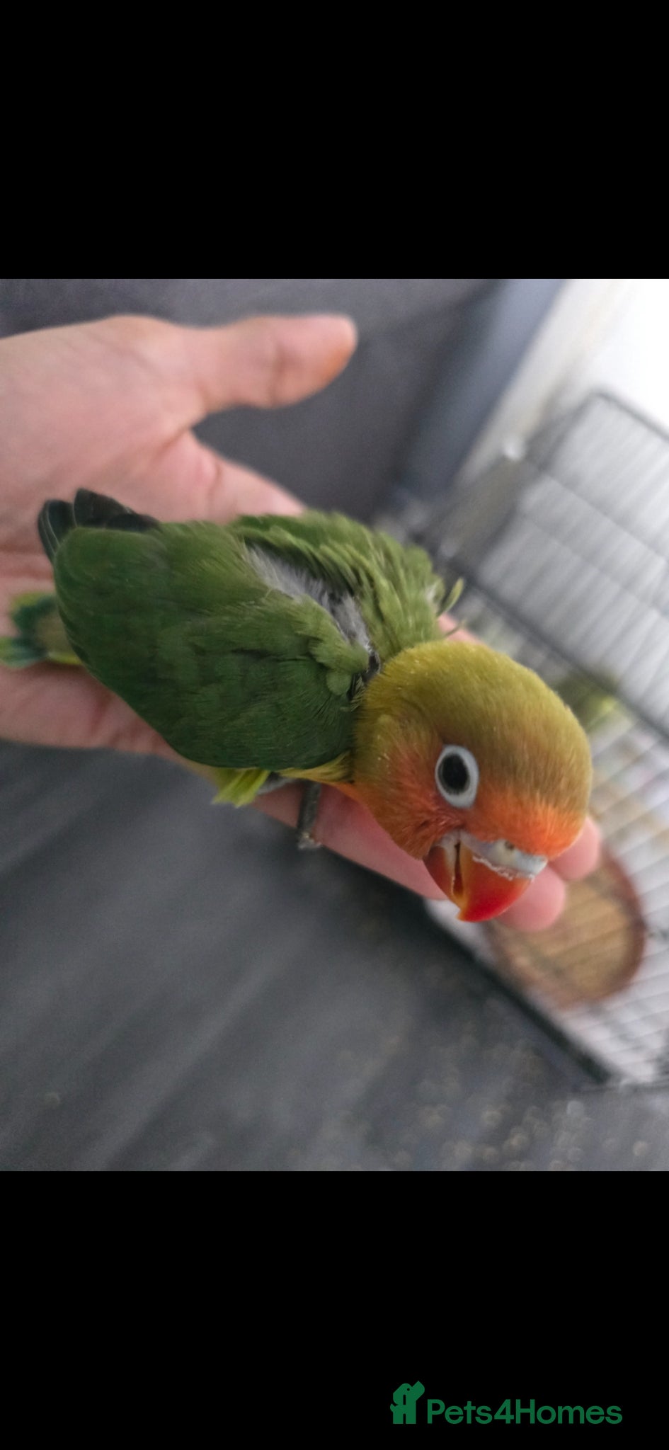 Lovebirds birds Tame baby lovebird  - Advert 6