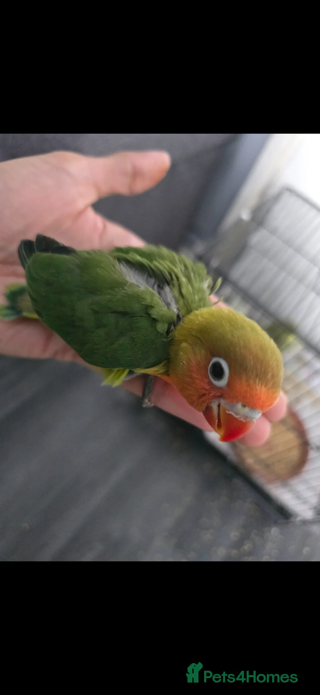 Lovebirds birds for sale: Tame baby lovebird  - Advert 1