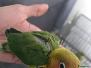 Lovebirds birds Tame baby lovebird - Advert 6