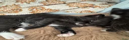 Mixed Breed cats for sale: Kittens mixed breed - Advert 6
