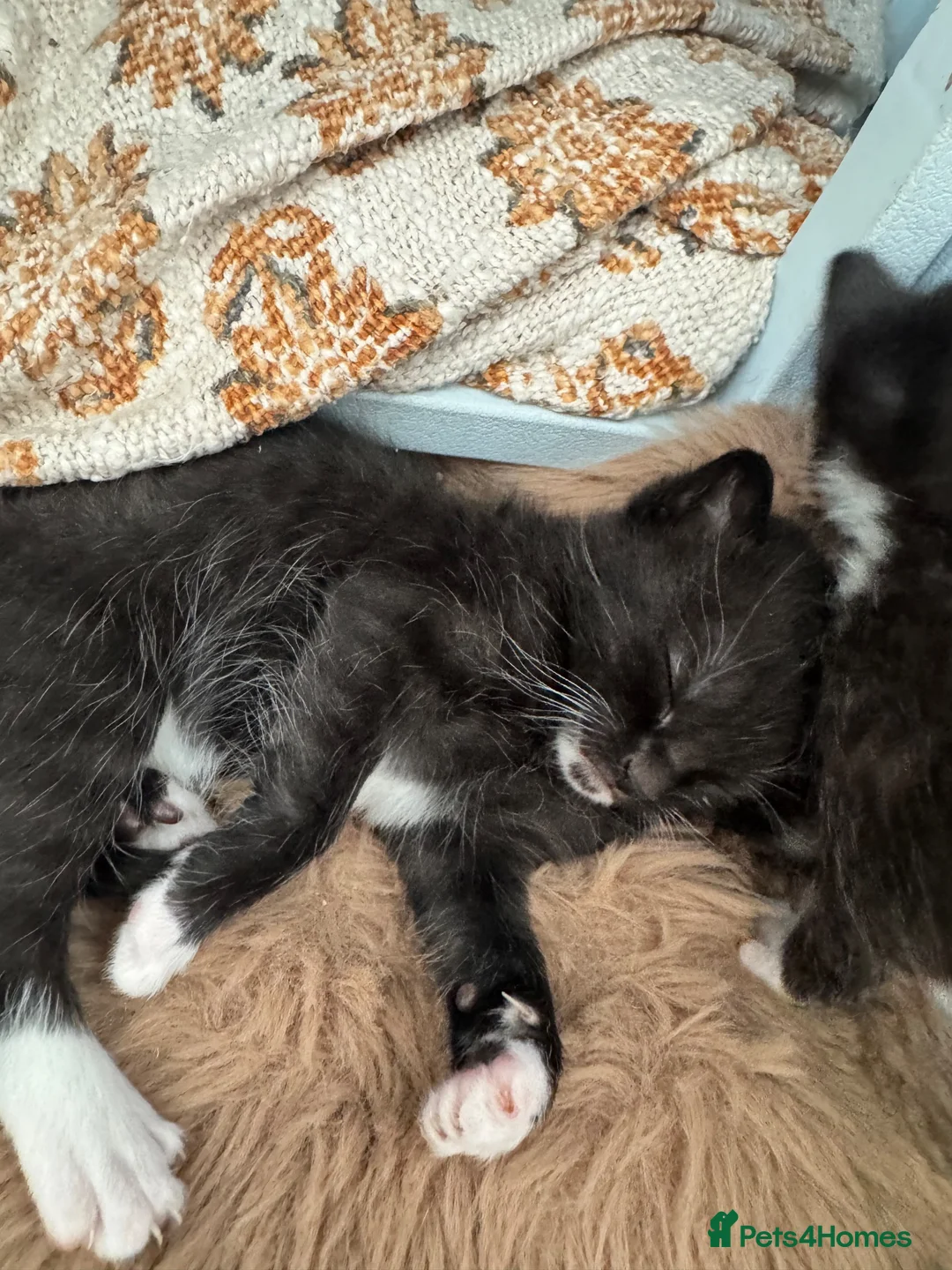 Mixed Breed cats for sale: Kittens mixed breed - Advert 6