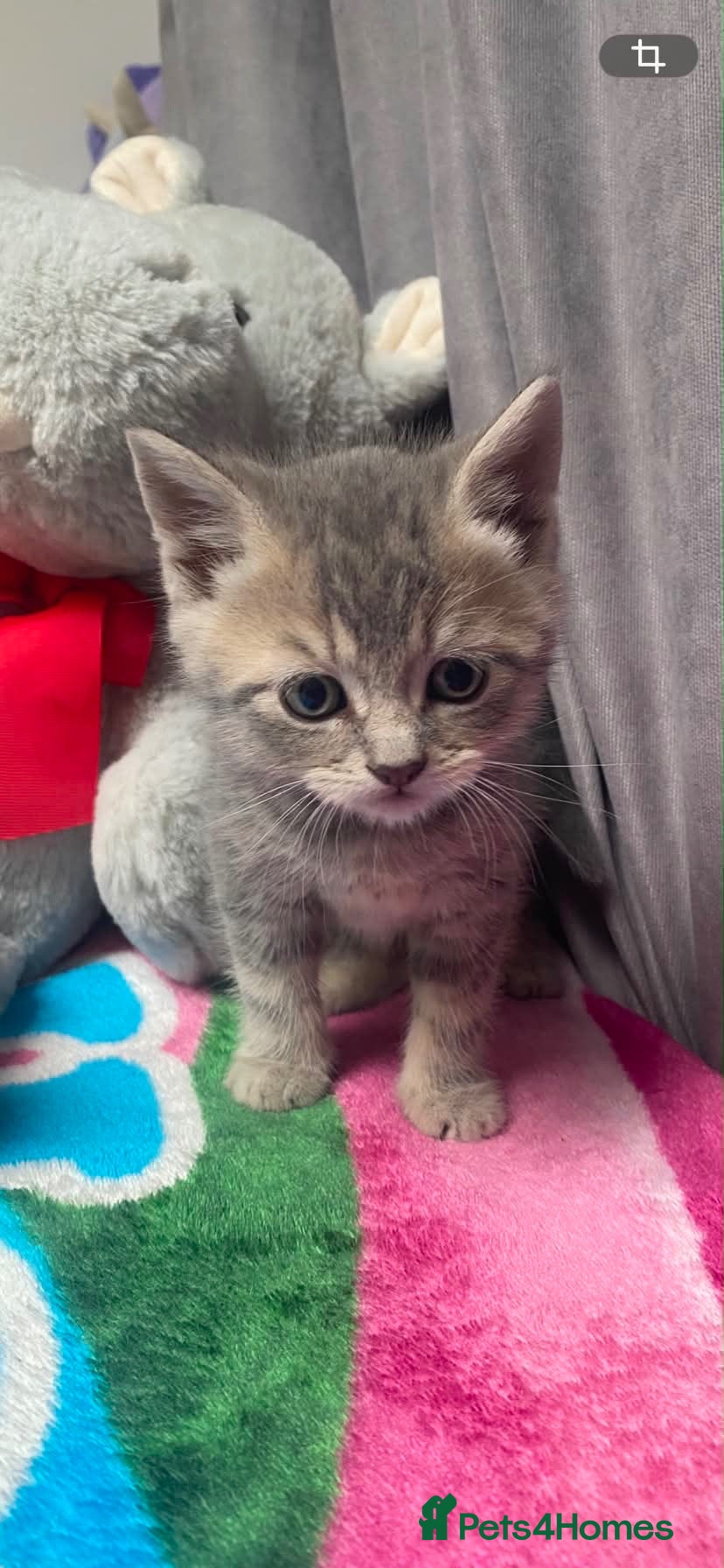 Mixed Breed cats 6 lovely kittens looking for new home - Advert 2
