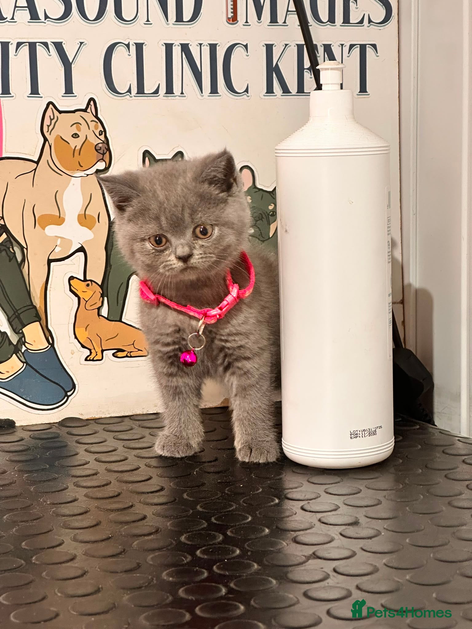 British Shorthair cats Ready now   - Advert 2