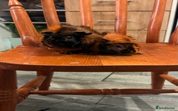Guinea Pig rodents for sale: Searching new home - Image 2