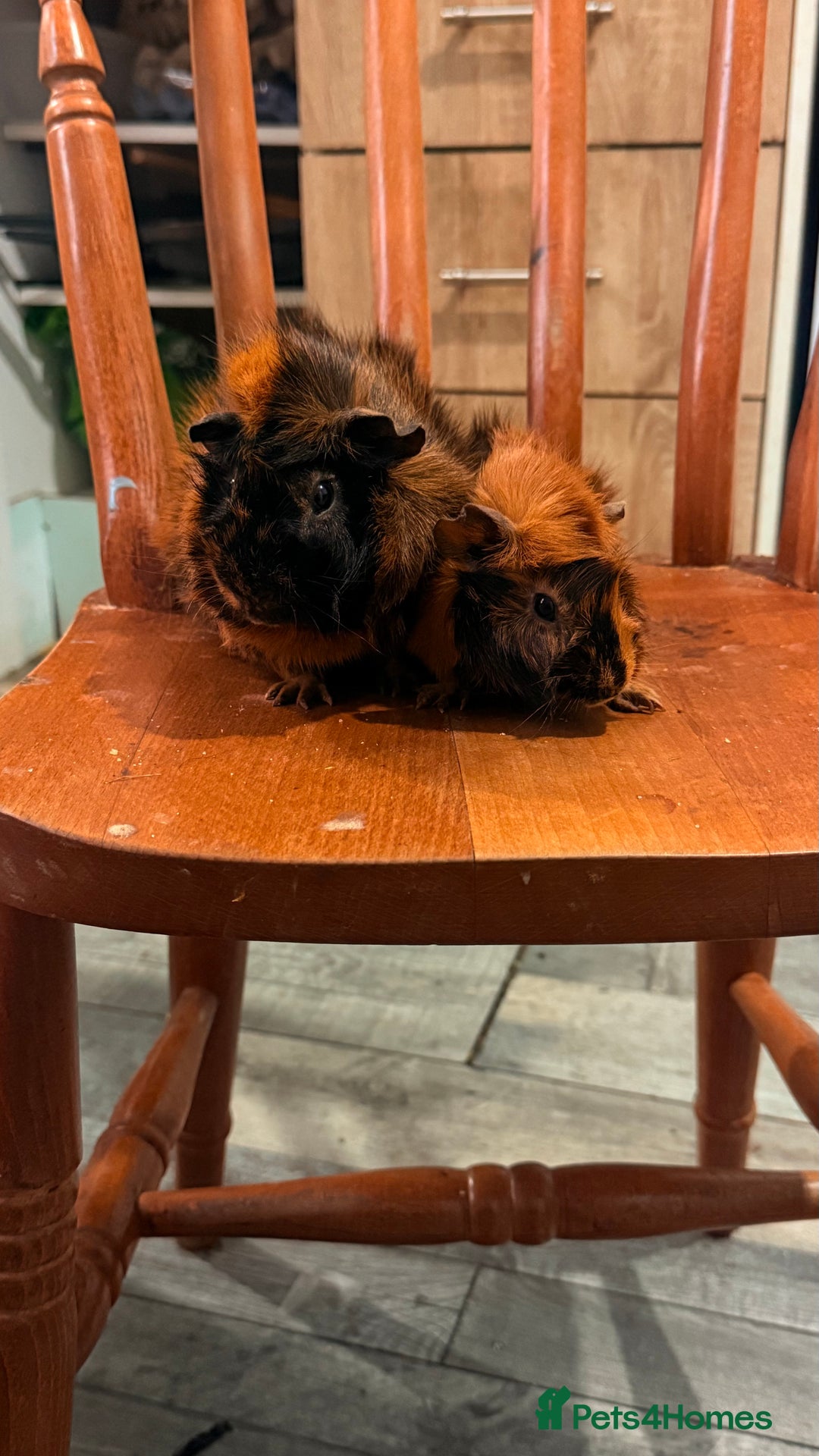 Guinea Pig rodents for sale: Searching new home - Image 2