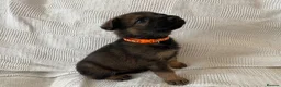German Shepherd dogs for sale: GERMAN SHEPHERD PUPS WORKING LINE in Wigan - Advert 5