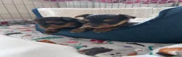 Yorkshire Terrier dogs for sale: Yorkshire Terrier puppies  - Advert 2