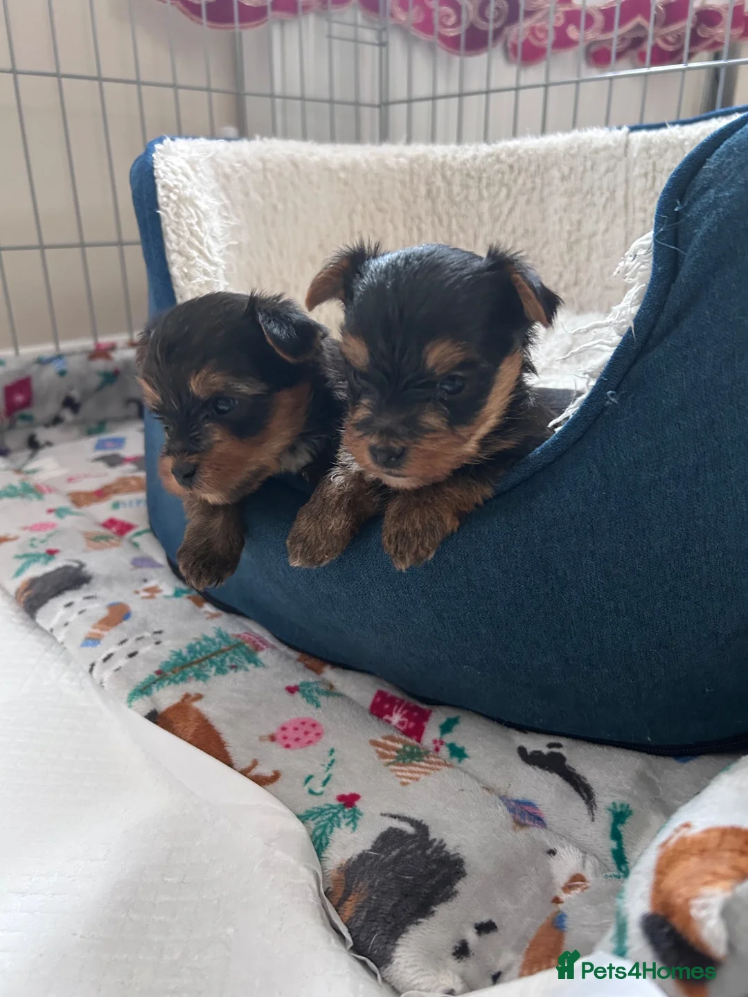 Yorkshire Terrier dogs for sale: Yorkshire Terrier puppies  - Advert 2