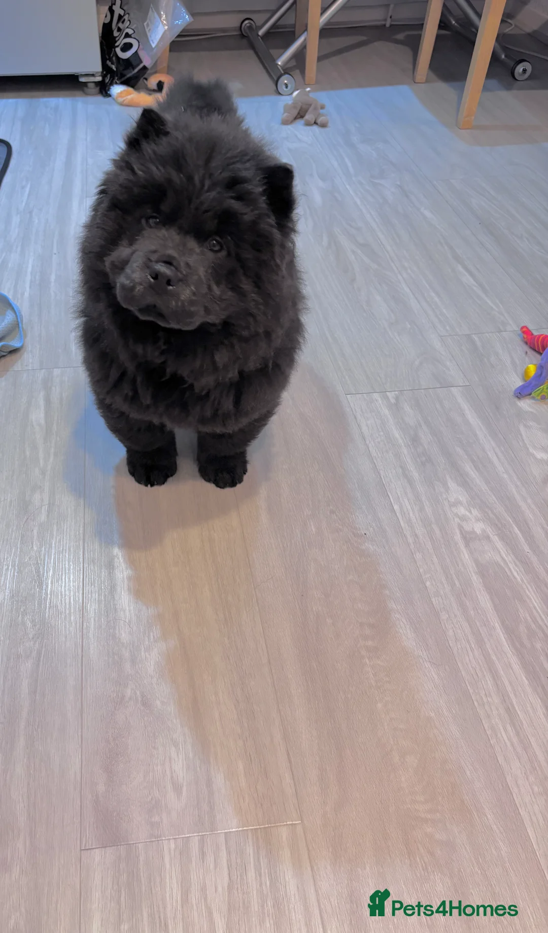 Chow Chow dogs for sale: Last Blue boy Chow Chow  - Advert 5