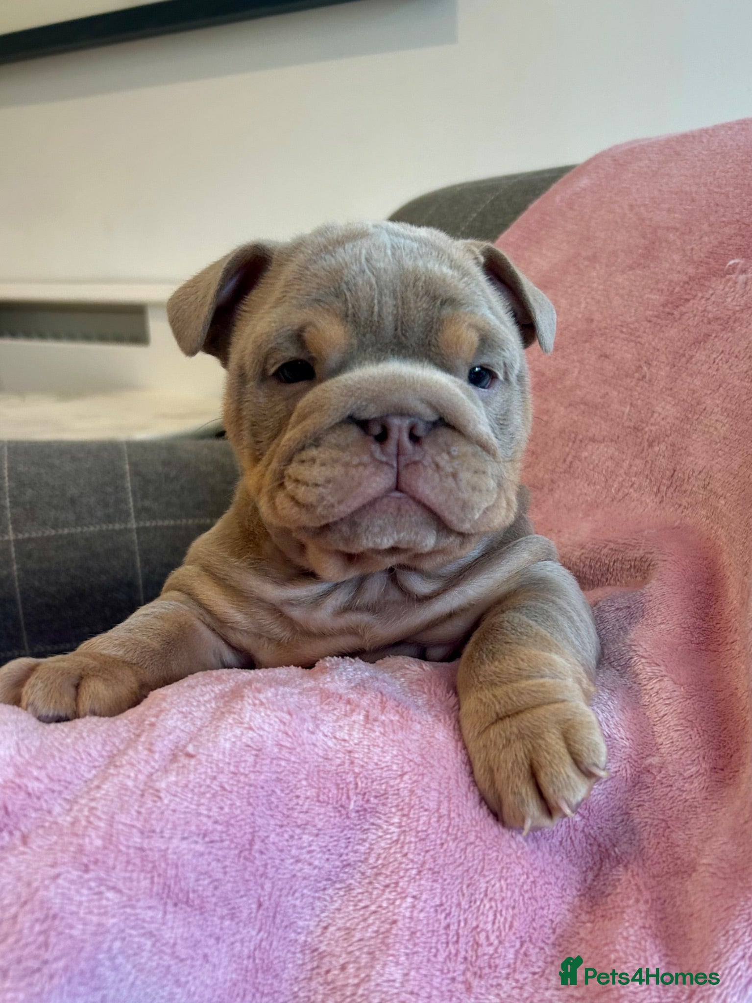 English Bulldog dogs 2 Gorgeous chunky kc registered puppies  - Advert 4