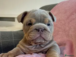 English Bulldog dogs 2 Gorgeous chunky kc registered puppies - Advert 4