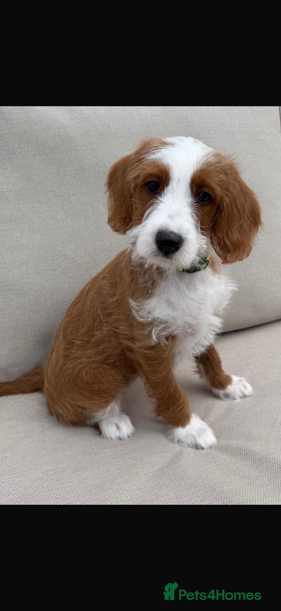 Australian Labradoodle dogs Gorgeous Tuxedo Marking Australian Labradoodles - Advert 1
