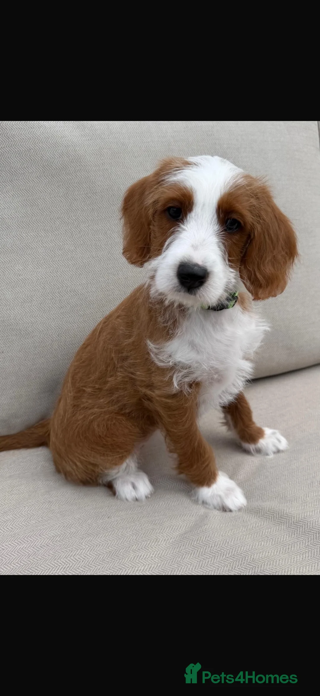 Australian Labradoodle dogs for sale: Gorgeous Tuxedo Marking Australian Labradoodles - Advert 1