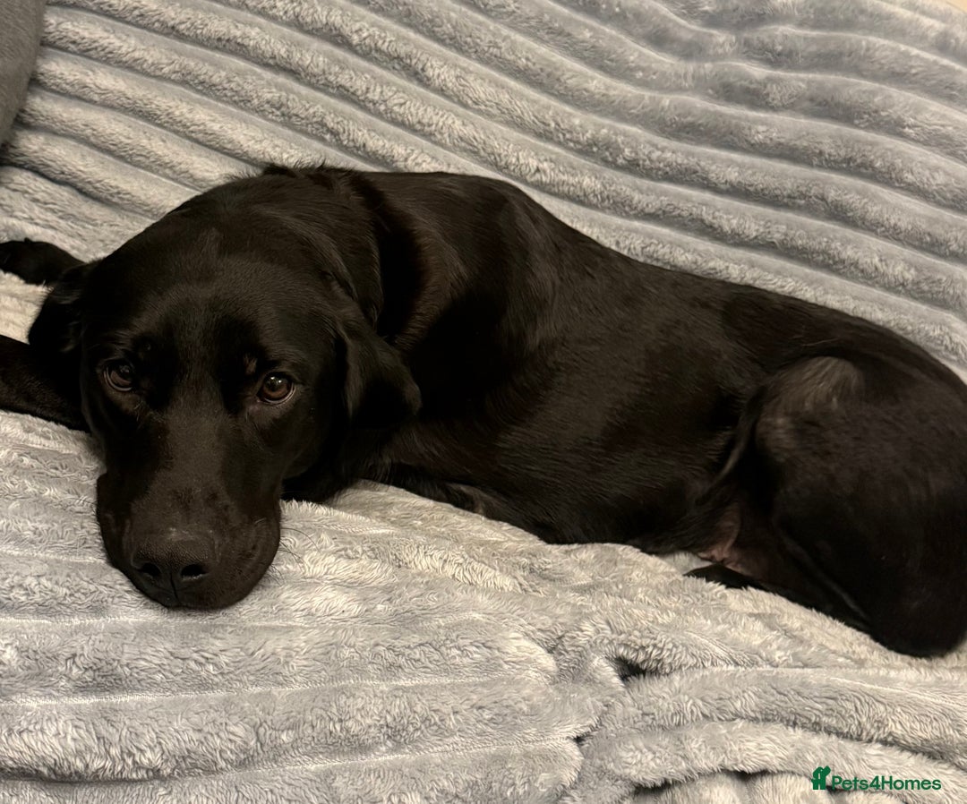 Labradoodle dogs for sale: F1 labradoodle pups  - Advert 15