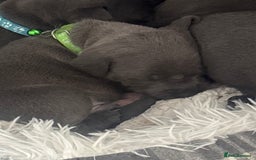 Staffordshire Bull Terrier dogs for sale: 💥READY TO LEAVE NOW 💥 PURE BLUE STAFFS PUPS🩵 in Barnsley - Image 19