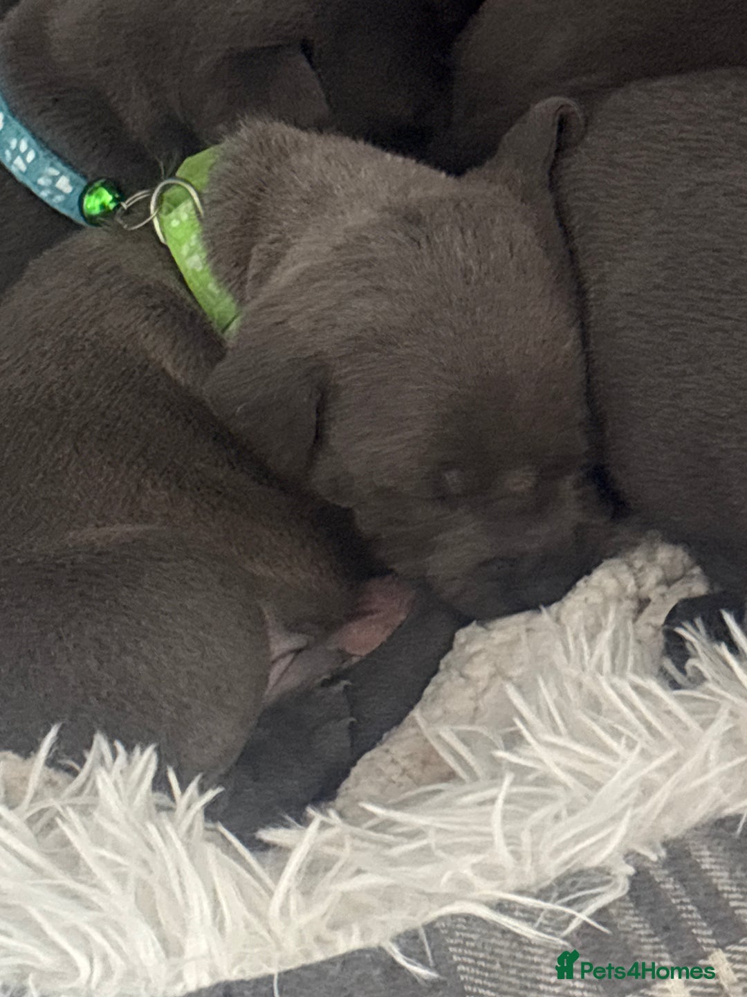 Staffordshire Bull Terrier dogs for sale: 💥READY TO LEAVE NOW 💥 PURE BLUE STAFFS PUPS🩵 in Barnsley - Image 19
