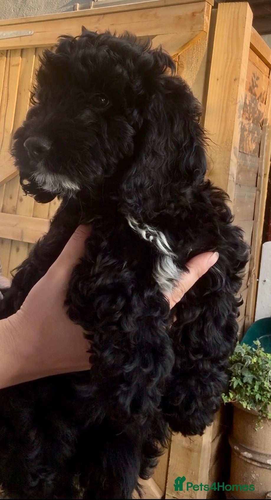 Cockapoo dogs BEAUTIFUL F1 COCKAPOO - READY NOW - Advert 1
