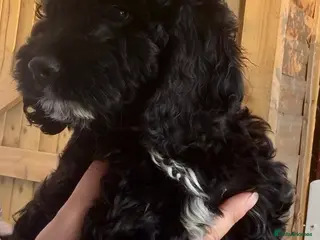 Cockapoo dogs BEAUTIFUL F1 COCKAPOO - READY NOW - Advert 1