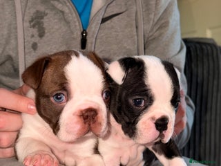 Boston Terrier dogs Quality Lines KC Registered Boston Terrier Puppies - Advert 1