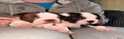 Boston Terrier dogs for sale: Quality Lines KC Registered Boston Terrier Puppies - Advert 4