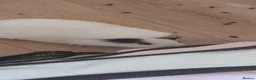 Guinea Pig rodents for sale: Baby girl guinea pigs  in Newtown - Advert 2