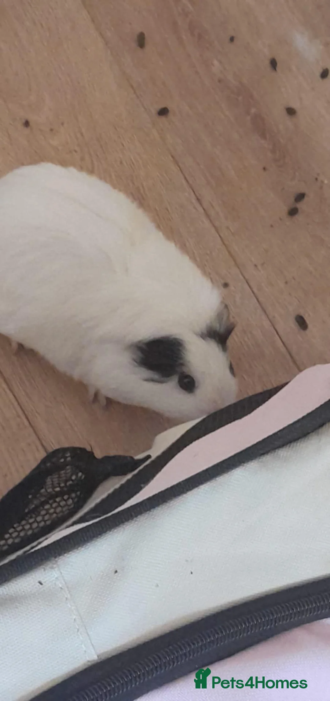 Guinea Pig rodents for sale: Baby girl guinea pigs  in Newtown - Advert 2