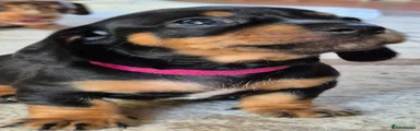 Miniature Dachshund Puppy 4