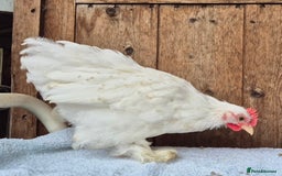 Chickens poultry for sale: Pekin bantem cockerils  - Image 5
