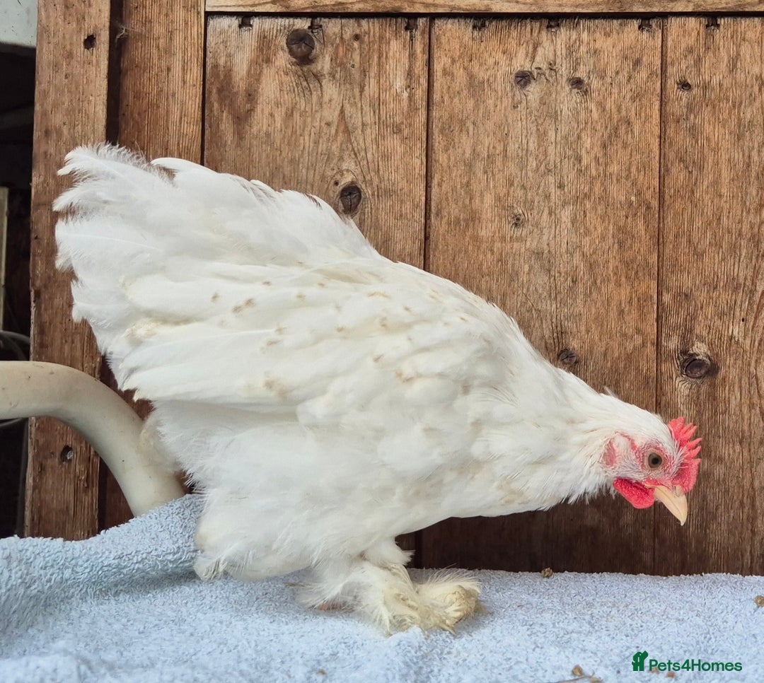 Chickens poultry for sale: Pekin bantem cockerils  - Image 5