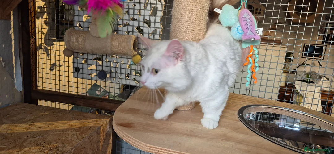 Munchkin cats for stud: Pedigree Munchkin for stud duties  in Ивсхам - Advert 6