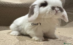 Mini Lop rabbits for sale: 🐰STUNNING MINI LOPS 🐰 ready to reserve!! - Image 2
