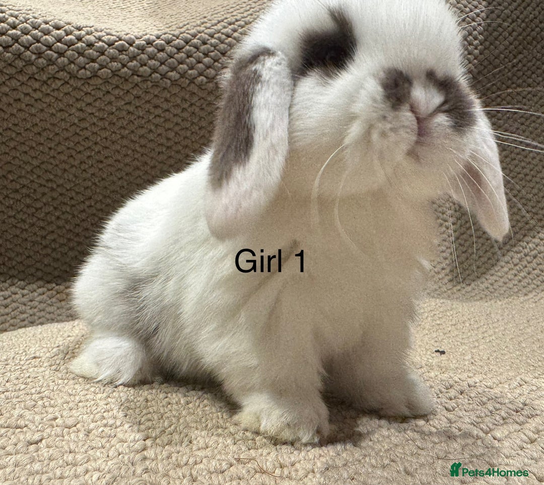 Mini Lop rabbits for sale: 🐰STUNNING MINI LOPS 🐰 ready to reserve!! - Image 2
