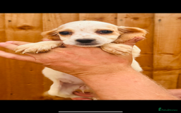 Cocker Spaniel dogs for sale: Beautiful litter of cocker spaniels - Image 3
