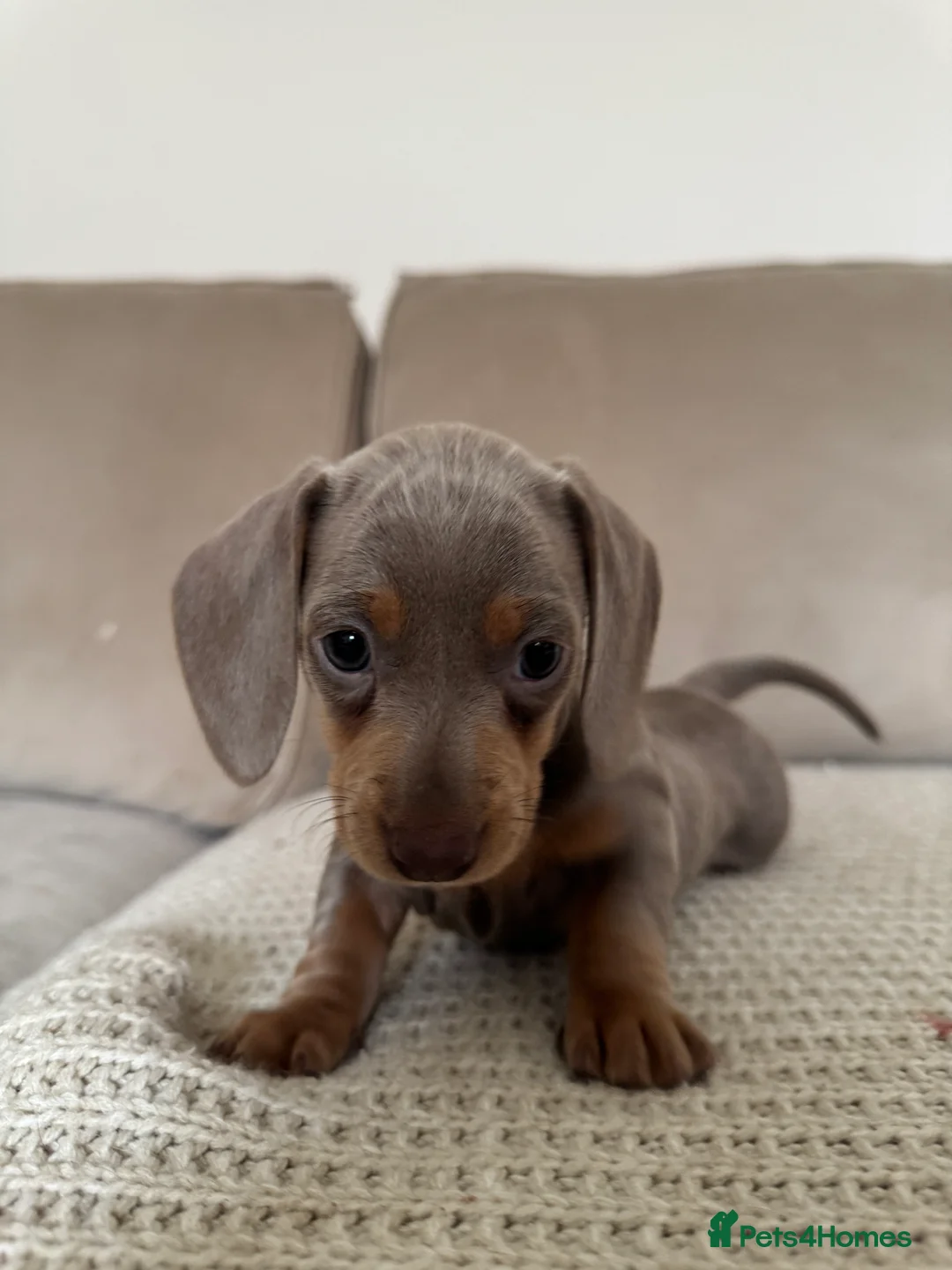 Miniature Dachshund dogs for sale: Beautiful Isabella and Tan Miniature Dachshunds  - Advert 19