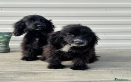 Cocker Spaniel dogs for sale: cocker spaniel two boy puppy’s left - Image 6