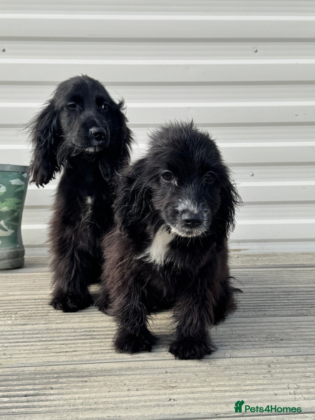 Cocker Spaniel dogs for sale: cocker spaniel two boy puppy’s left - Image 6