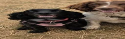 Sprocker dogs for sale: GORGEOUS SPROCKER PUPPIES  - Advert 4