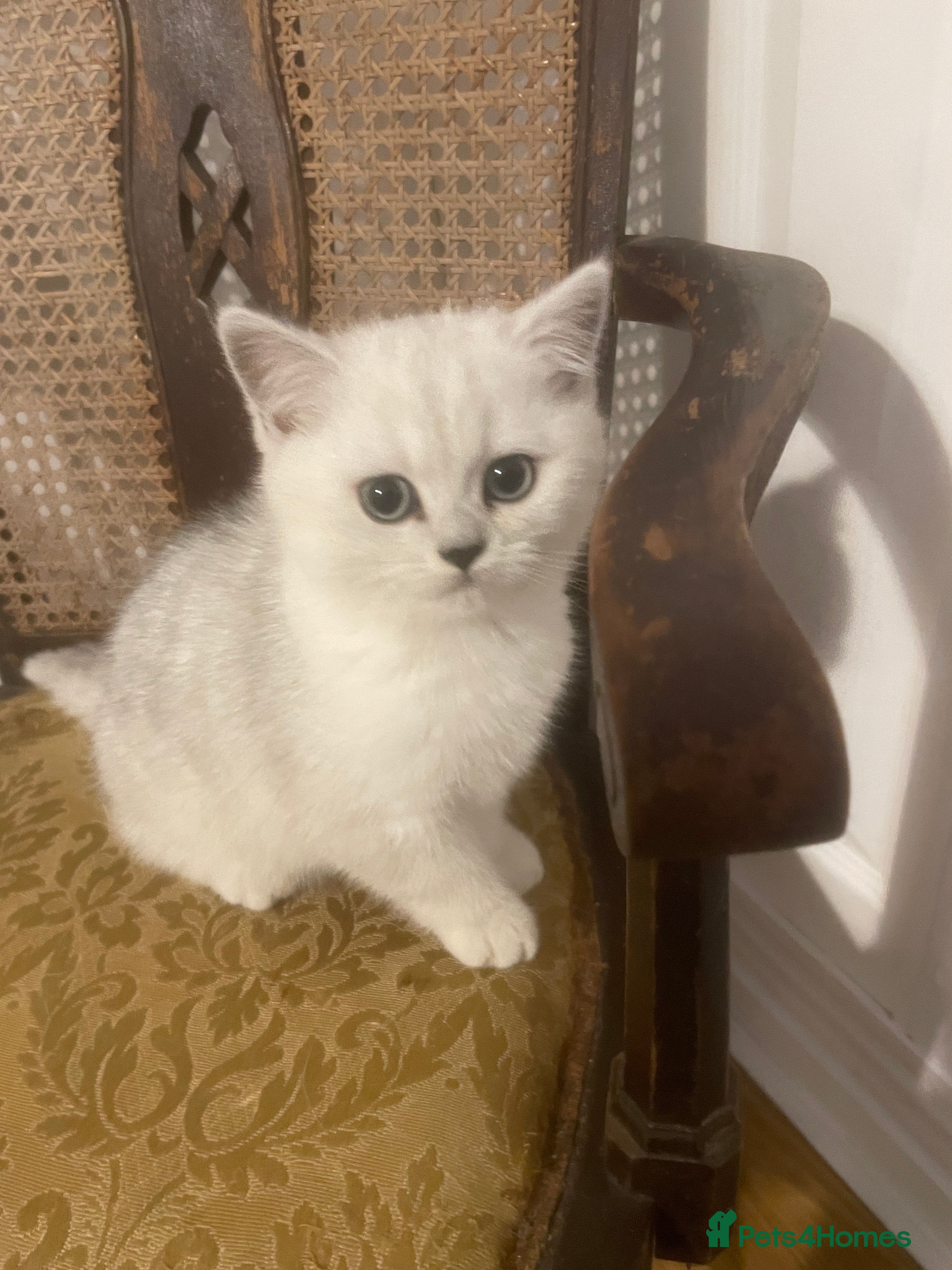 British Shorthair cats Black Tipped British Shorthair girl kitten - Advert 7