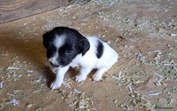 Mixed Breed dogs for sale: Mixed breed rainbow of colours  - Image 3