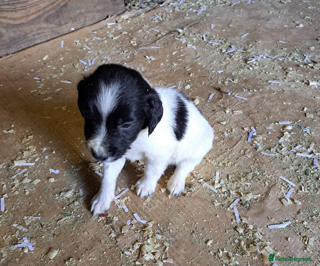 Mixed Breed dogs for sale: Mixed breed rainbow of colours  - Image 3