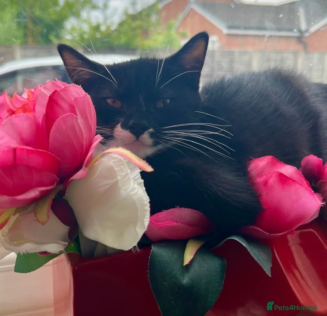 British Shorthair cats for sale: Kittens for sale - Advert 1