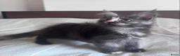 Maine Coon cats for sale: Purebred Maine Coon Kittens, TICA registered - Advert 6
