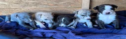 Whippet dogs for sale: Stunning whippet pups  - Advert 3