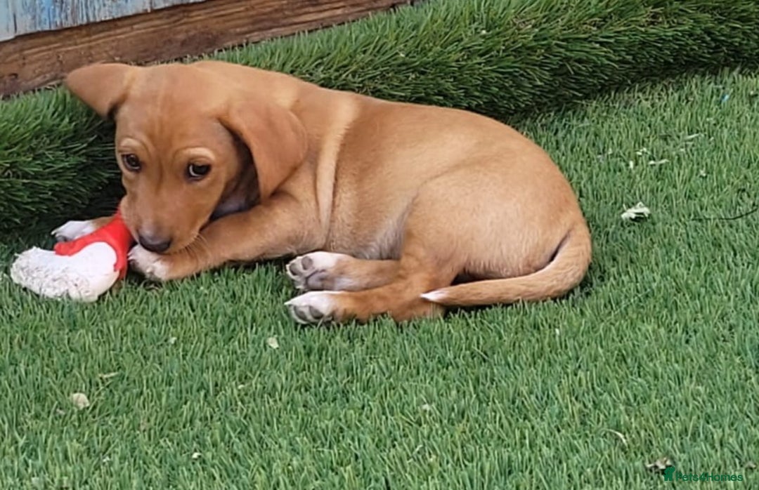 Mixed Breed dogs for sale: Beautiful bella - Image 3