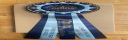 Staffordshire Bull Terrier dogs for stud: Crufts Qualified red and blue carrier stud  - Advert 5