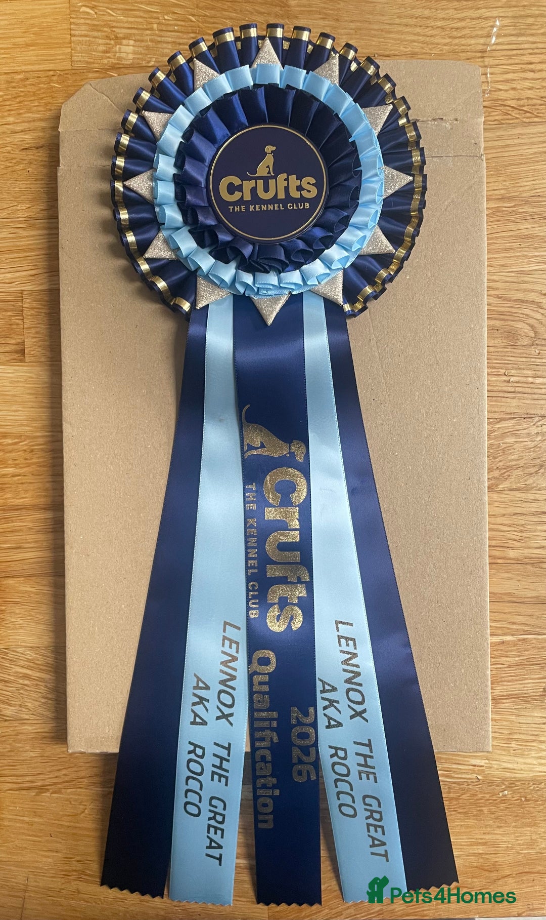 Staffordshire Bull Terrier dogs for stud: Crufts Qualified red and blue carrier stud  - Advert 5